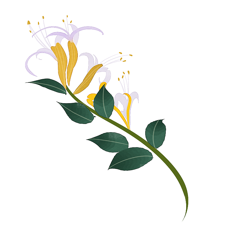 中草药材植物插图素材