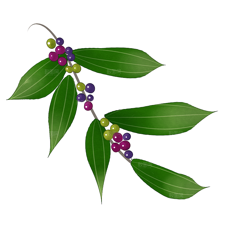 中草药材植物插图素材