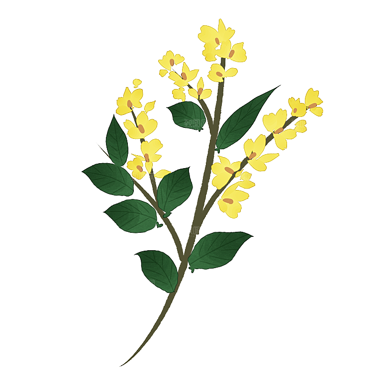 中草药材植物插图素材