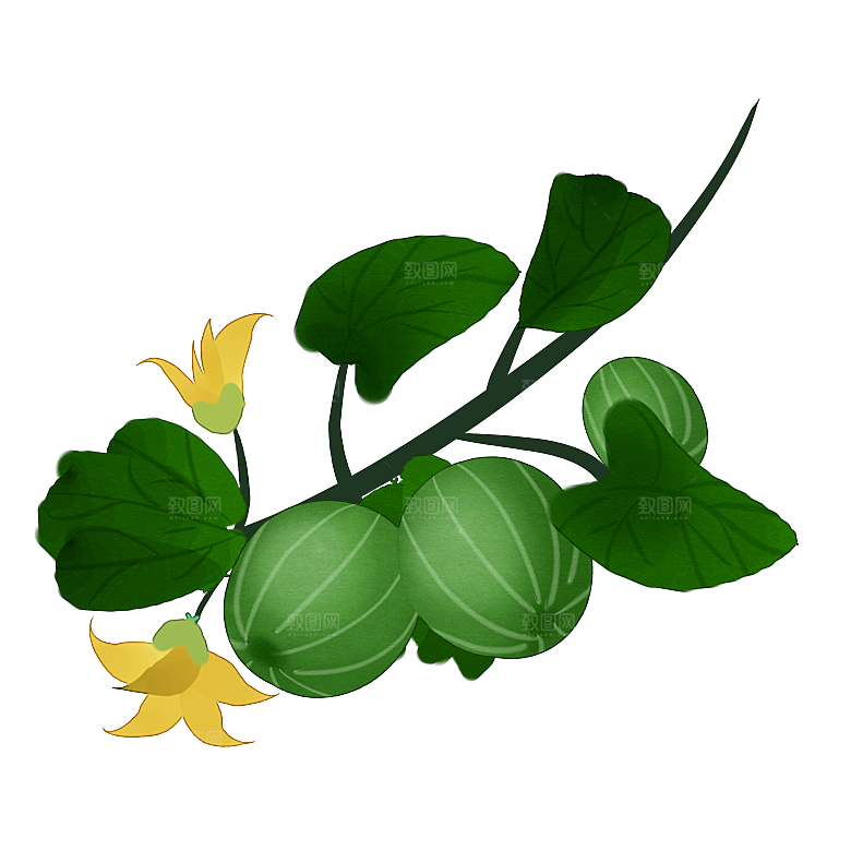 中草药材植物插图素材