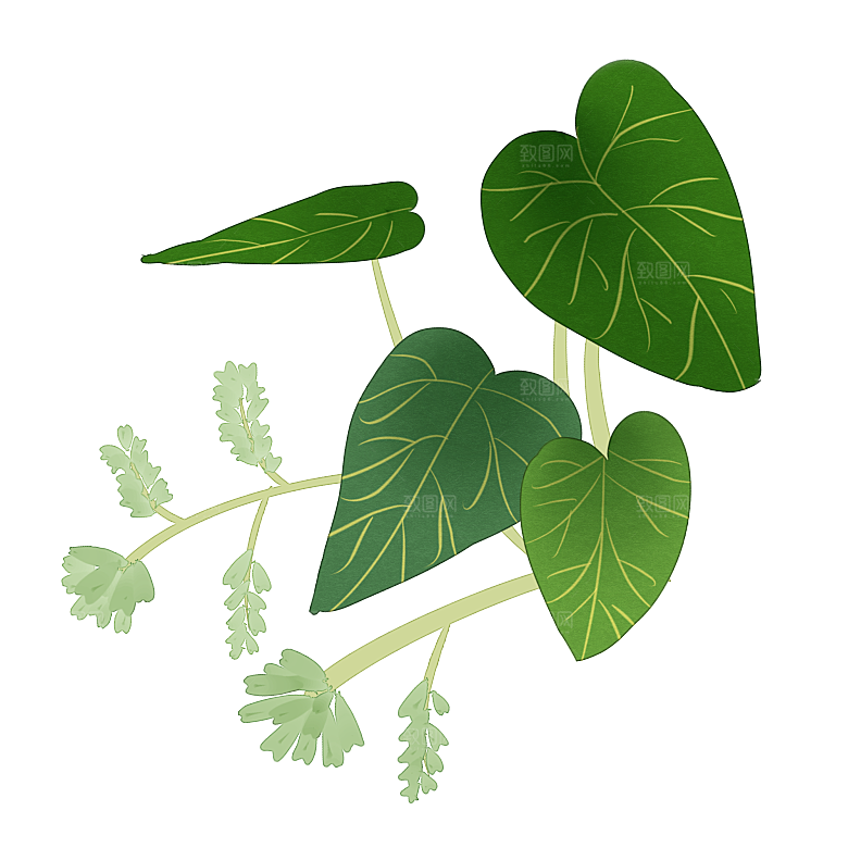 中草药材植物插图素材