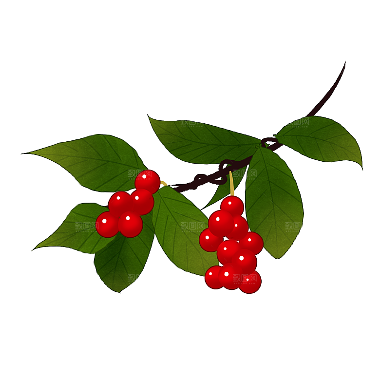 中草药材植物插图素材