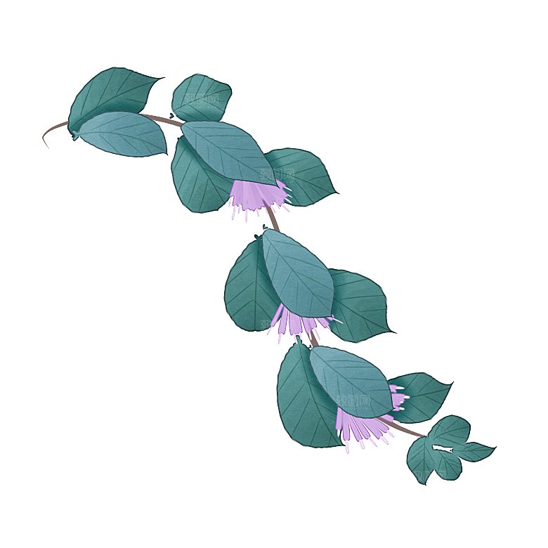 中草药材植物插图素材
