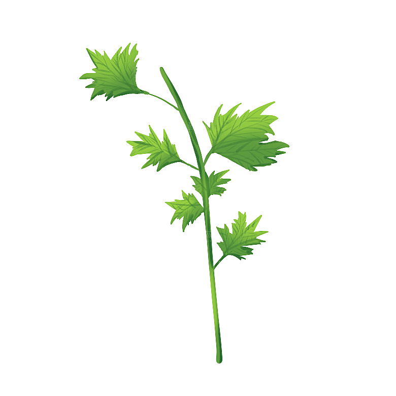 中草药材植物插图素材元素