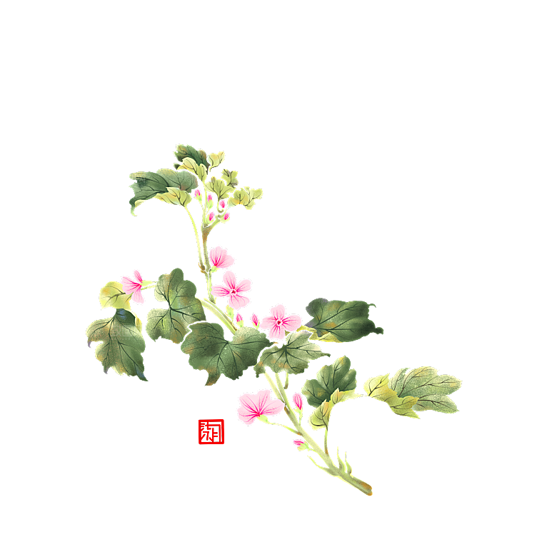 中草药材植物插图素材元素