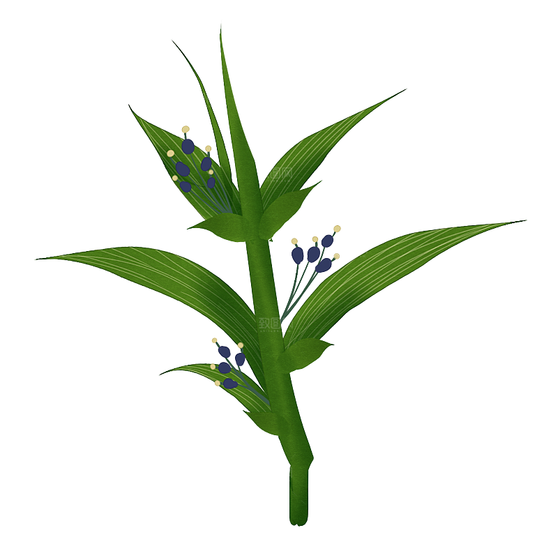 中草药材植物插图素材元素