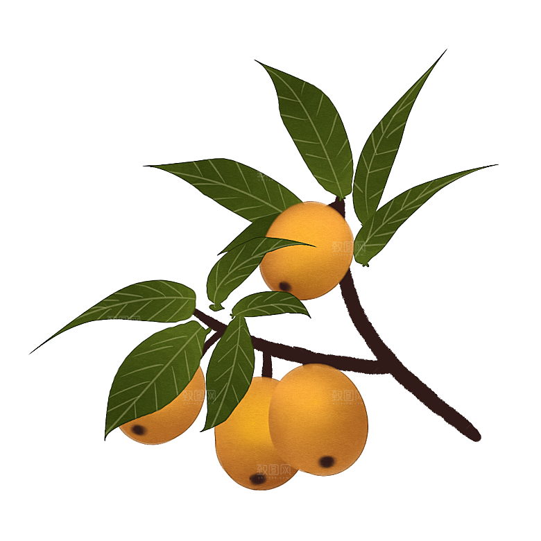 中草药材植物插图素材元素