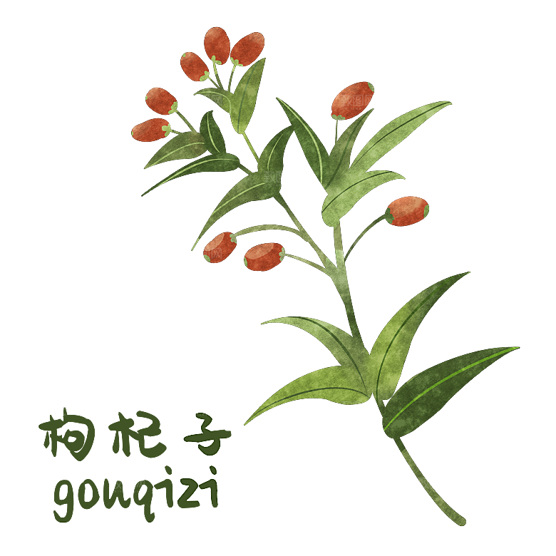 中草药材植物插图素材元素