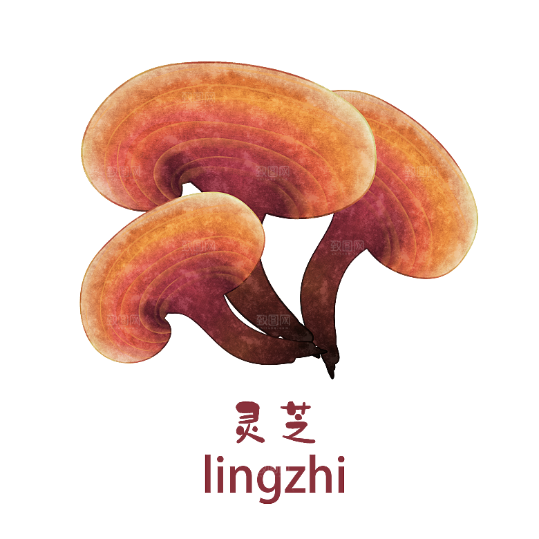 中草药材植物插图素材元素