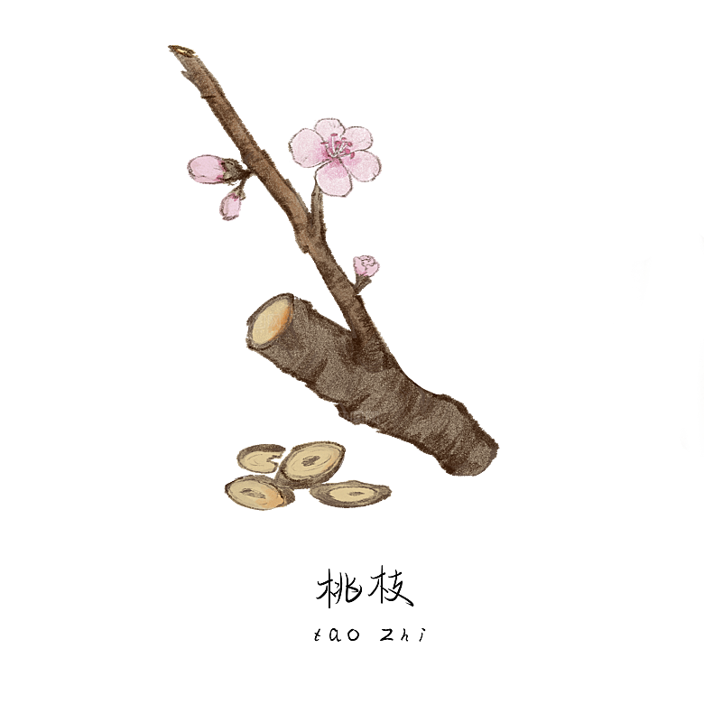 中草药材植物插图素材元素