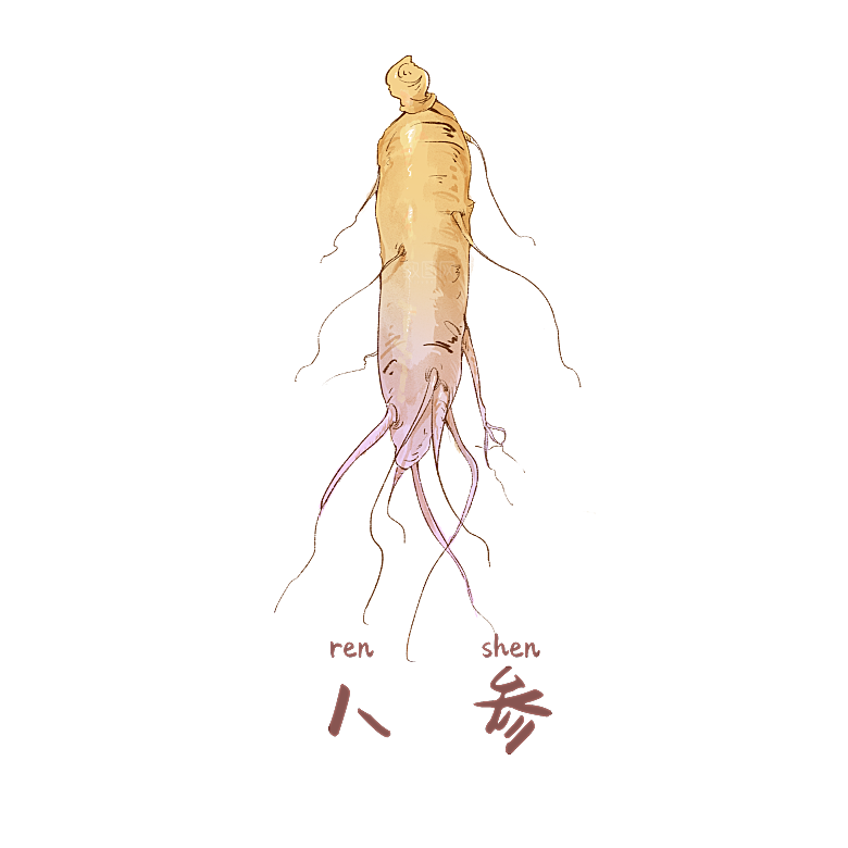 中草药材植物插图素材