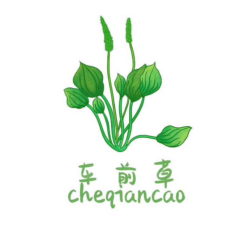 中草药材植物插图素材