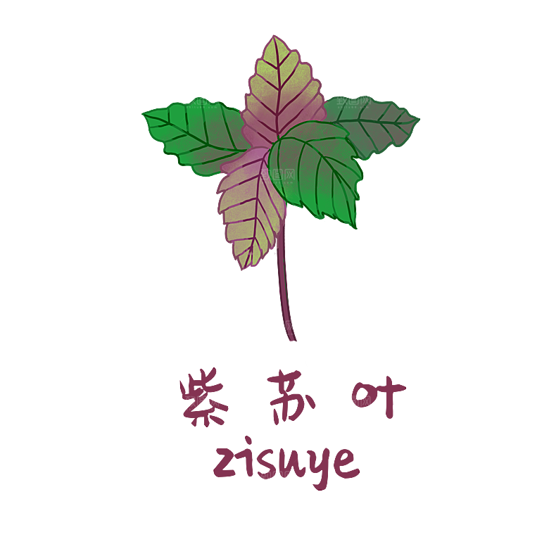 中草药材植物插图素材