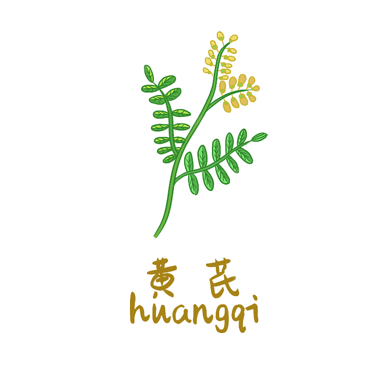中草药材植物插图素材