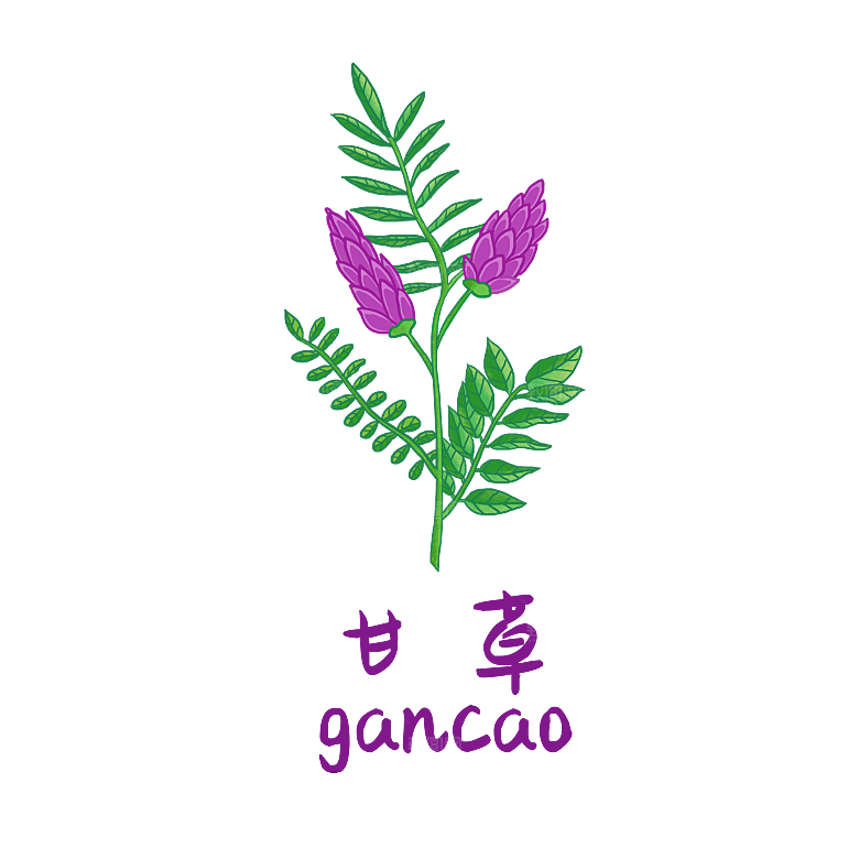 中草药材植物插图素材