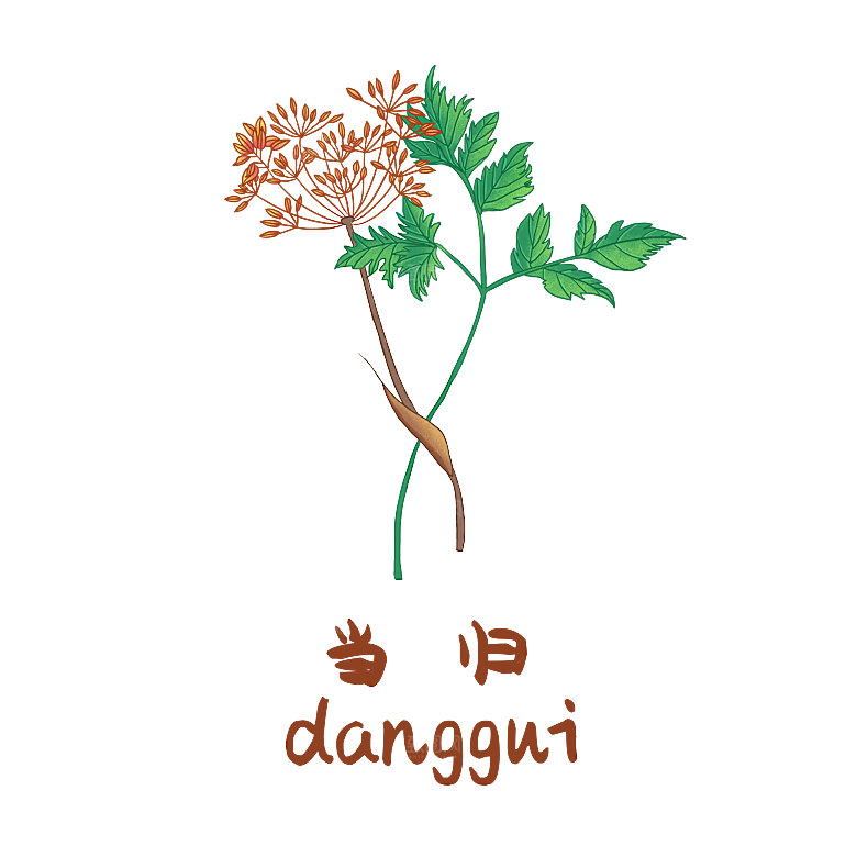 中草药材植物插图素材