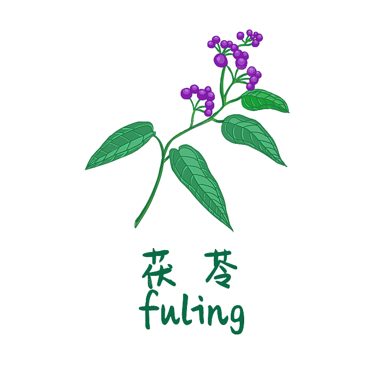 中草药材植物插图素材
