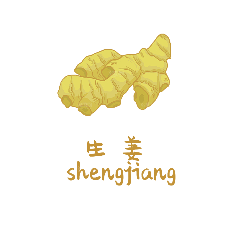 中草药材植物插图素材
