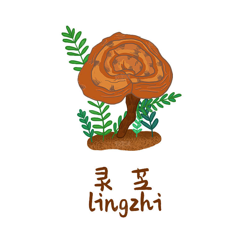 中草药材植物插图素材