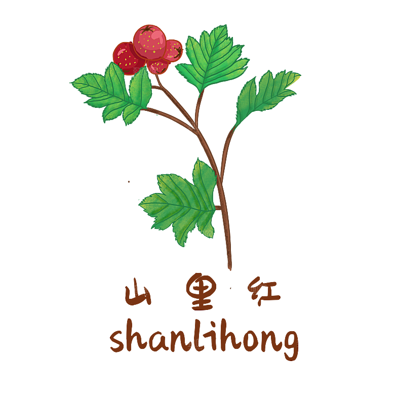 中草药材植物插图素材