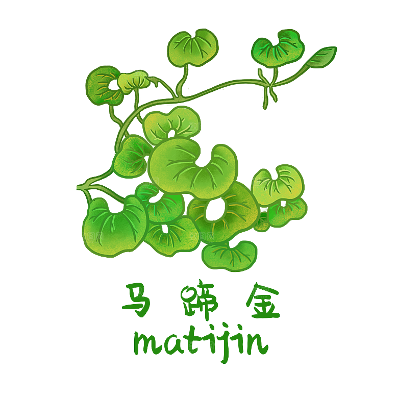 中草药材植物插图素材