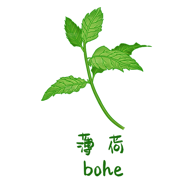 中草药材植物插图素材元素