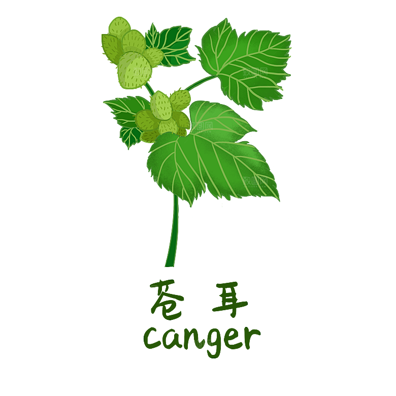 中草药材植物插图素材元素