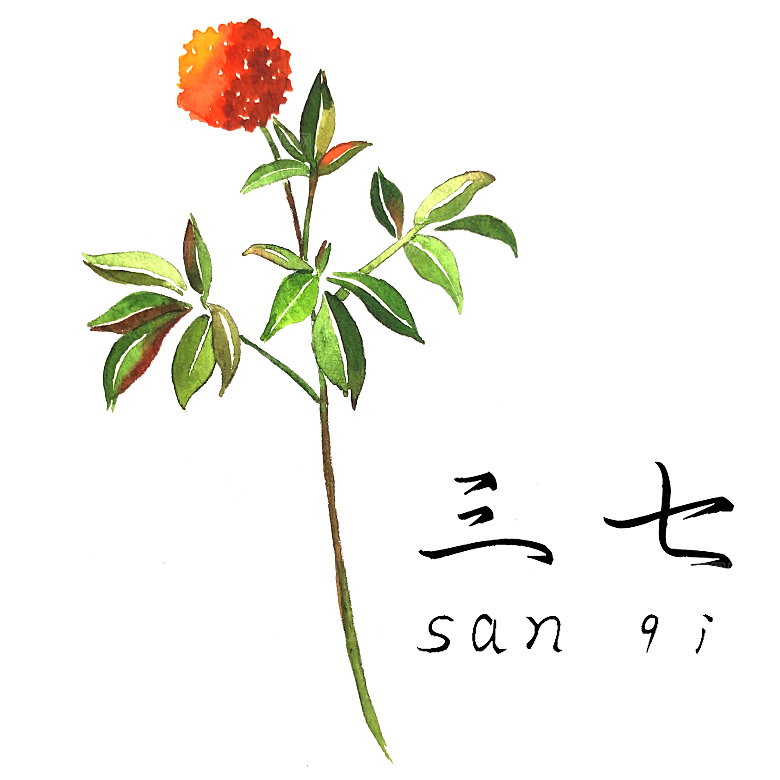 中草药材植物插图素材元素