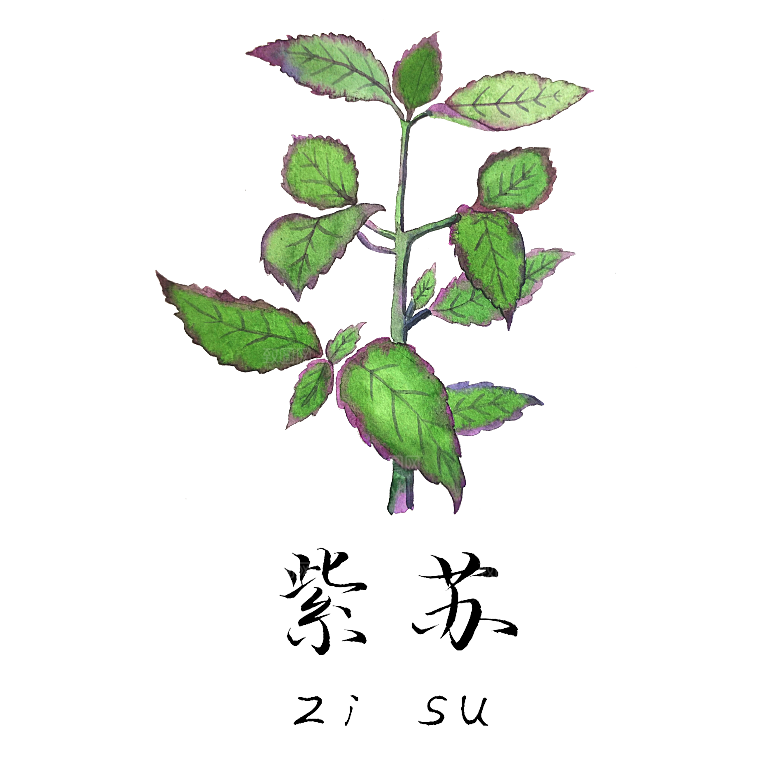 中草药材植物插图素材元素