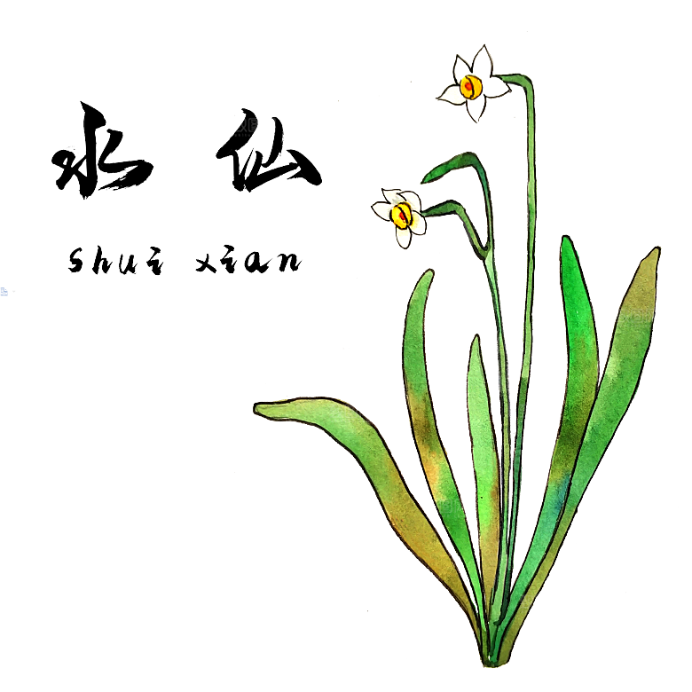 中草药材植物插图素材元素