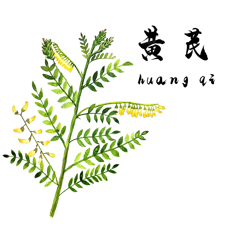 中草药材植物插图素材元素
