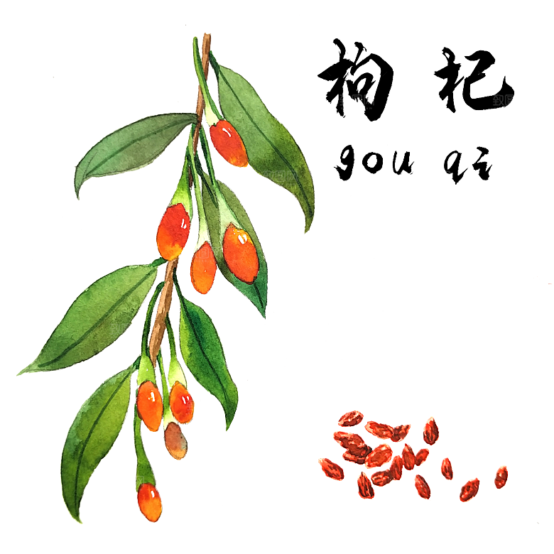 中草药材植物插图素材元素