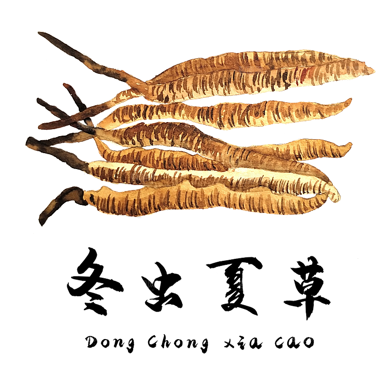 中草药材植物插图素材元素