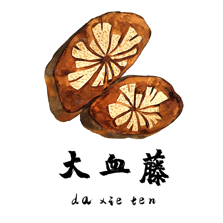 中草药材植物插图素材元素