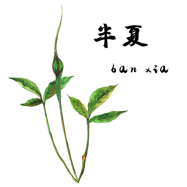 中草药材植物插图素材