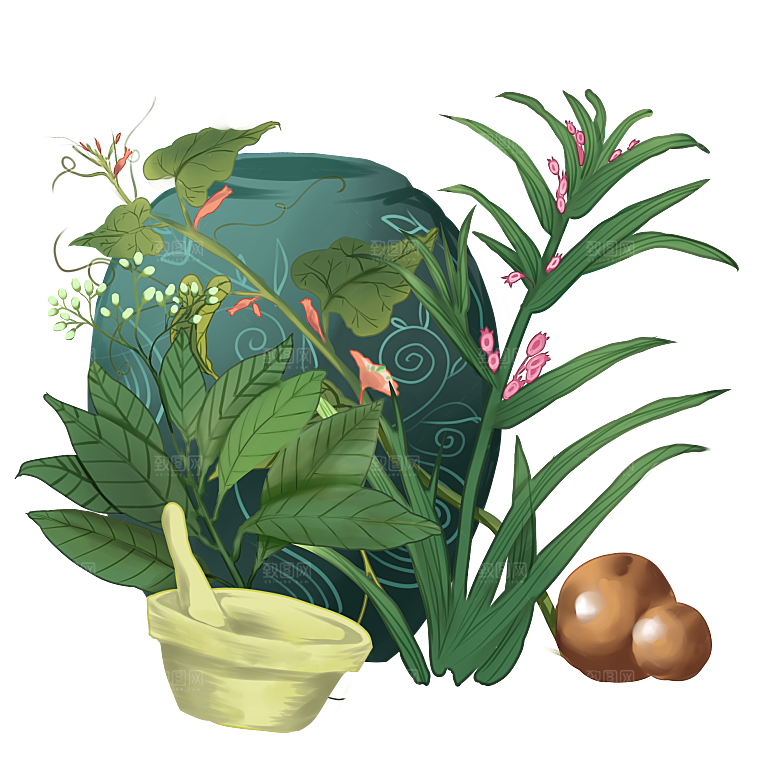 中草药材植物插图素材