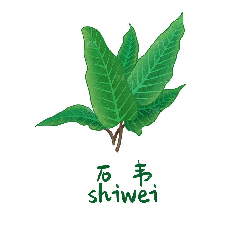 中草药材植物插图素材
