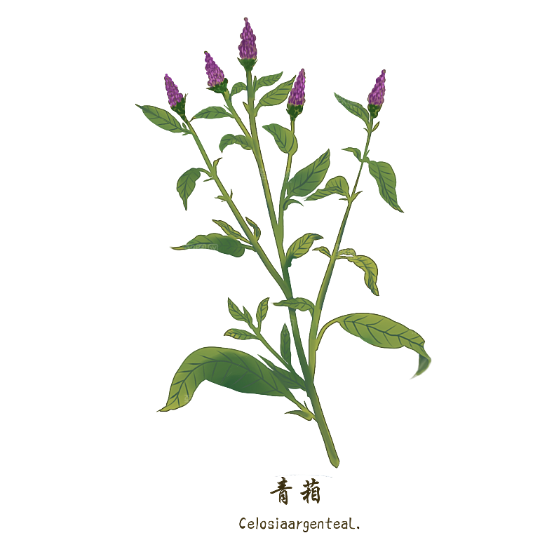 中草药材植物插图素材