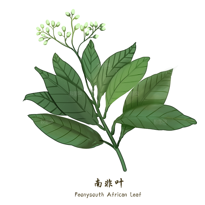 中草药材植物插图素材