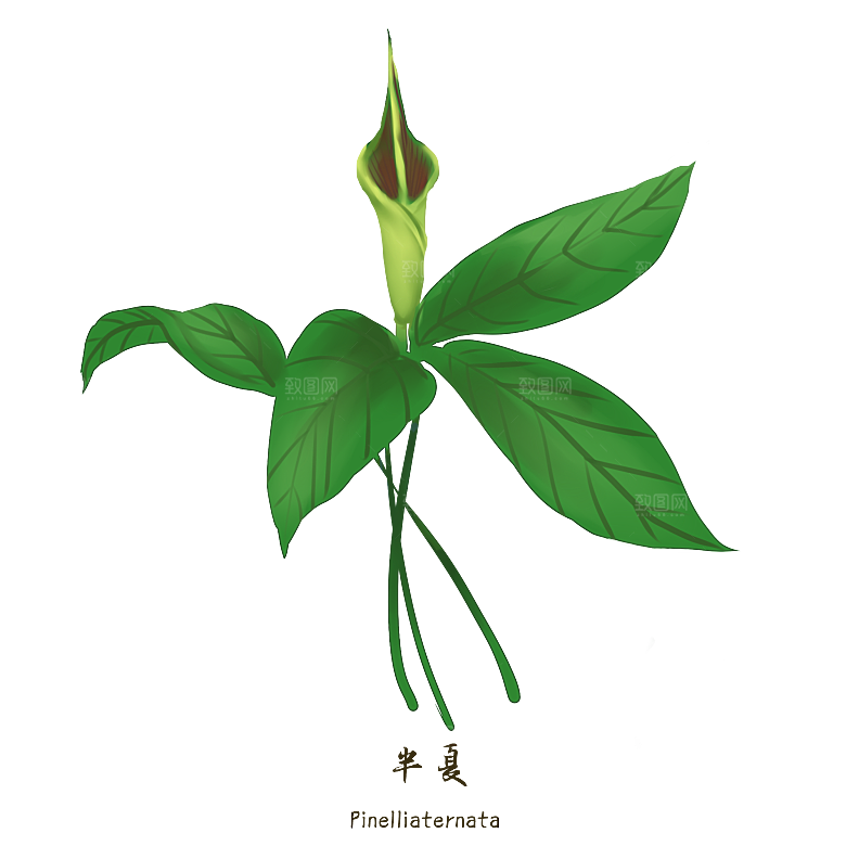 中草药材植物插图素材