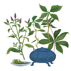 中草药材植物插图素材