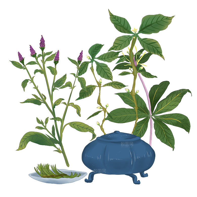 中草药材植物插图素材