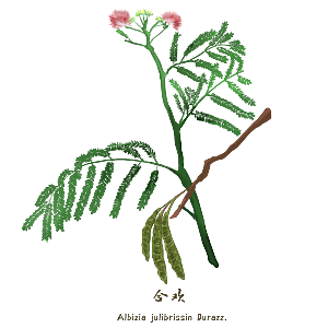 中草药材植物插图素材