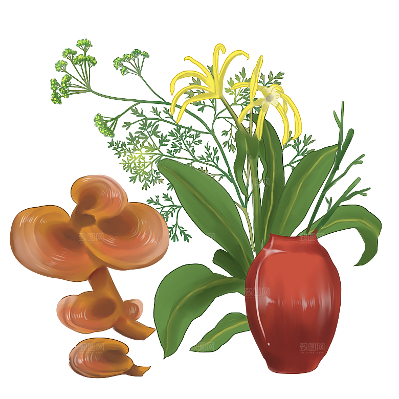 中草药材植物插图素材