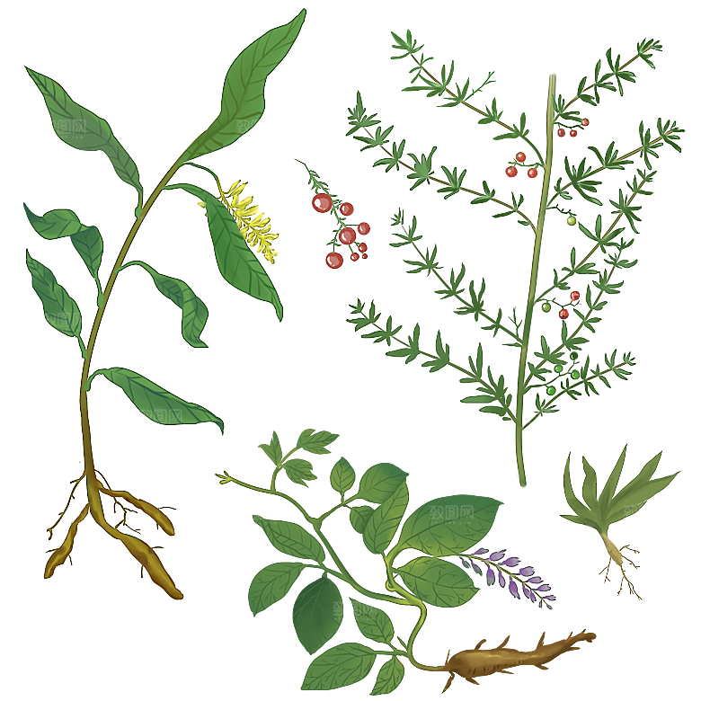 中草药材植物插图素材
