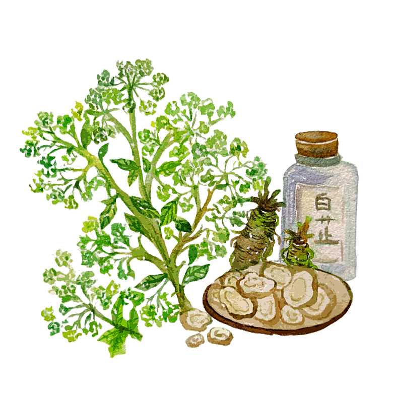 中草药材植物插图素材