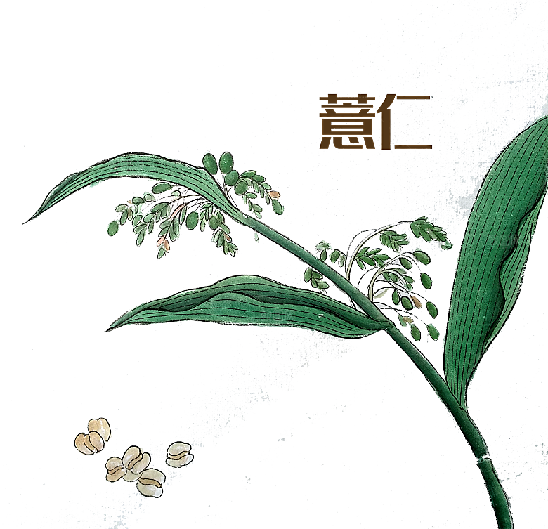 中草药材植物插图素材