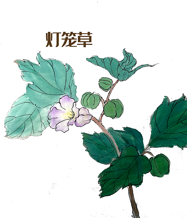 中草药材植物插图素材
