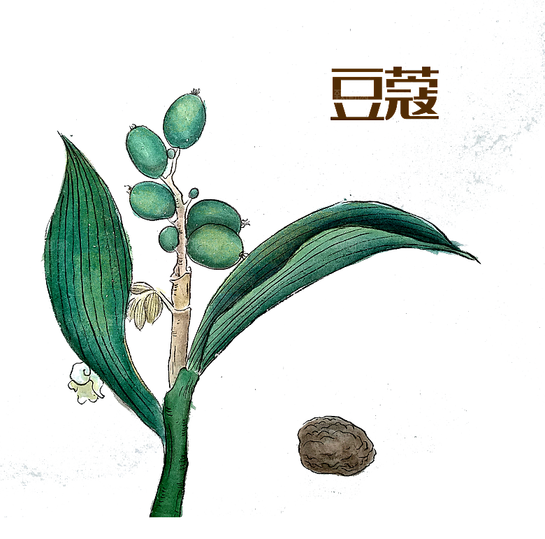 中草药材植物插图素材