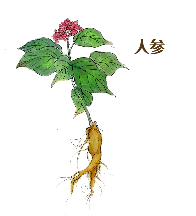 中草药材植物插图素材元素
